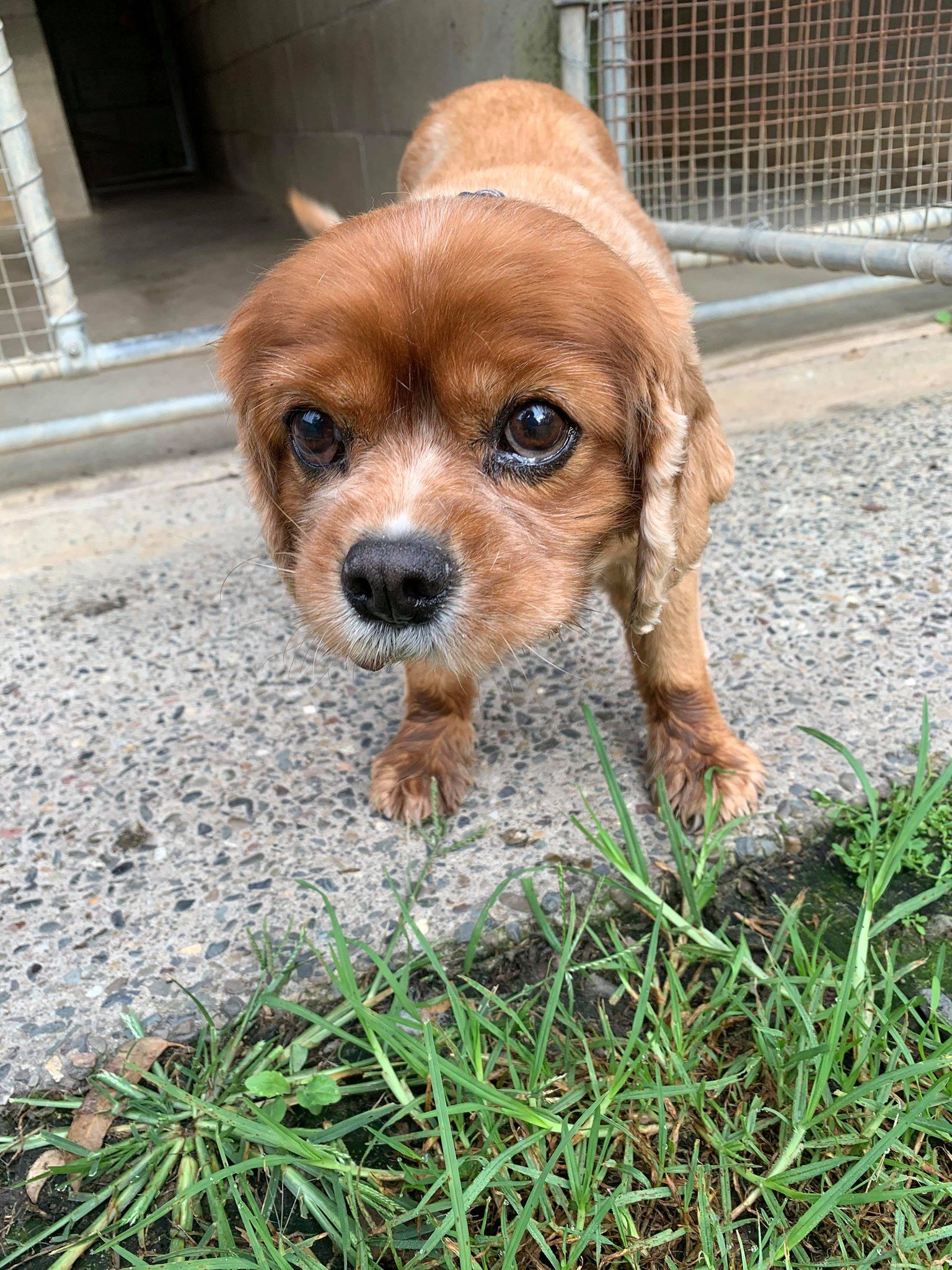 Brown and tan dog with sad eyes stands on concrete near grass.