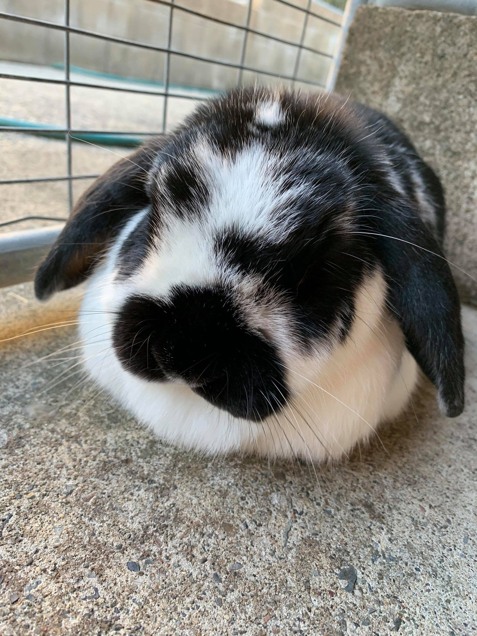 Black and white lop-eared rabbit sitting on a concrete surface.