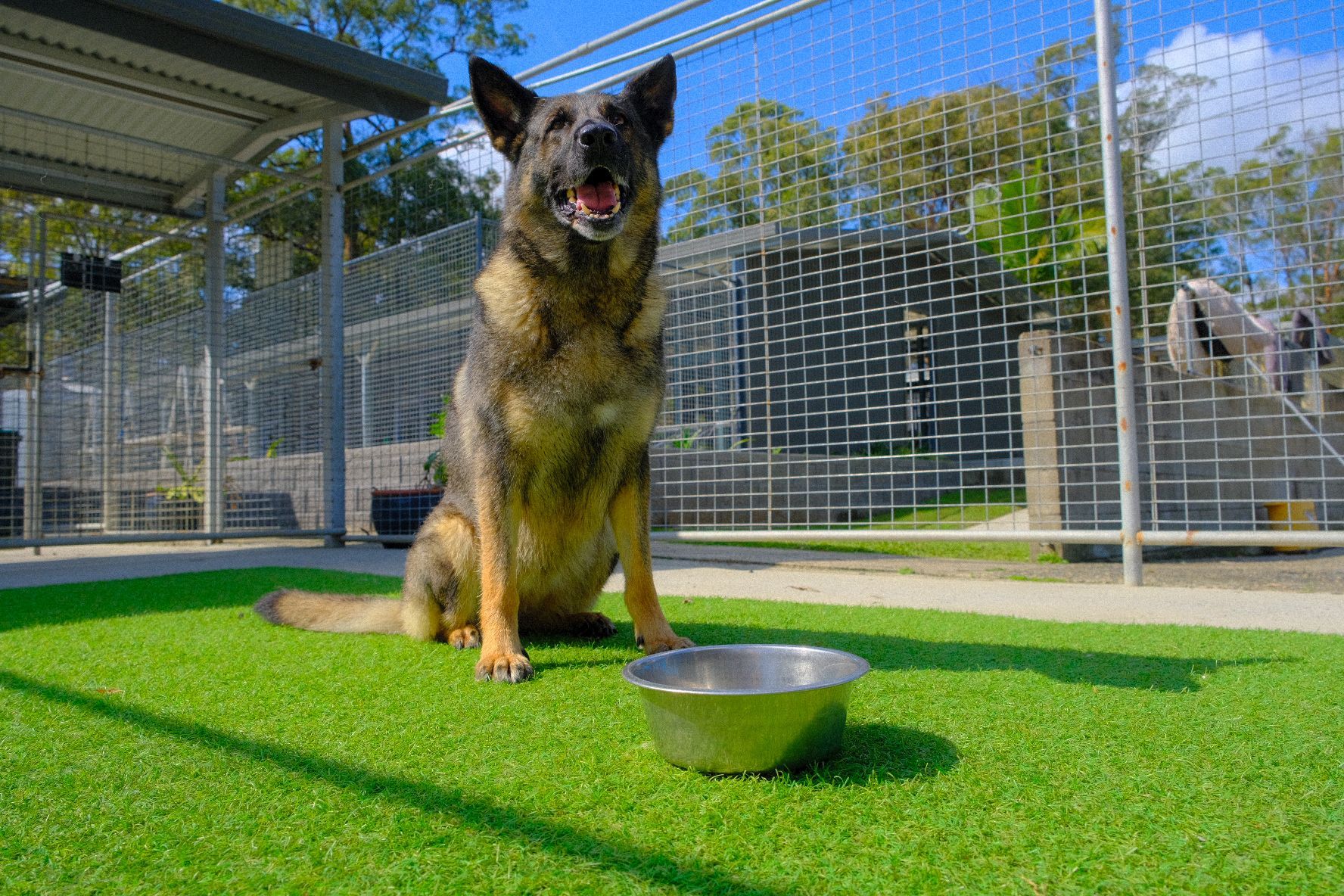Man petting a black Great Dane in a grassy fenced area.