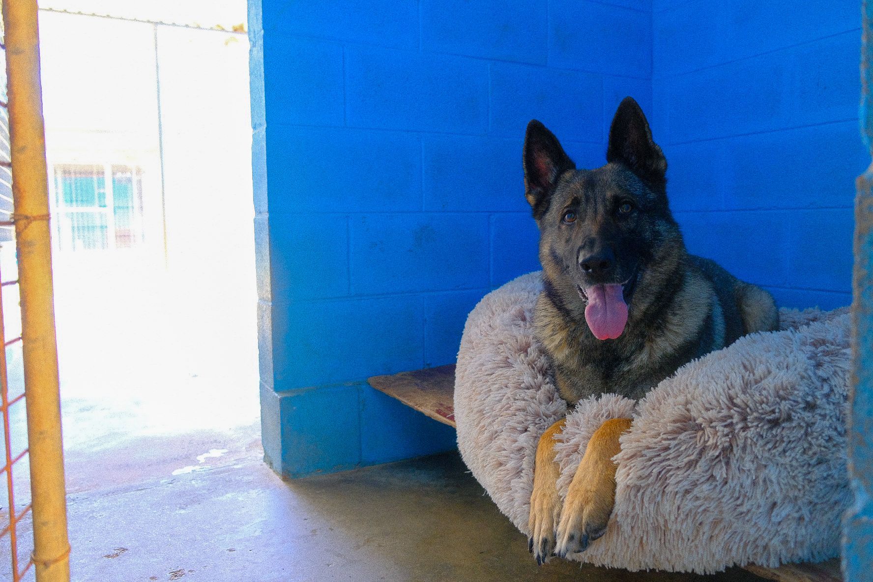 Two wet dogs in a blue tub, looking at the camera. One is sticking out its tongue.