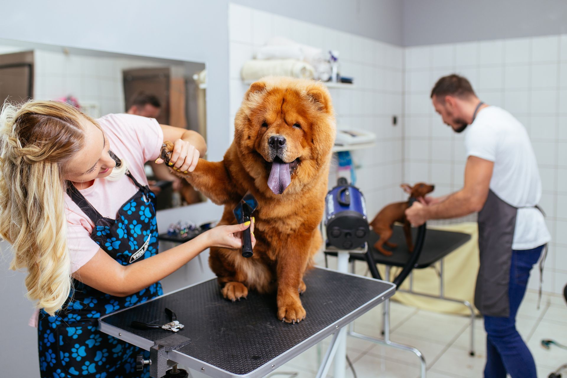 Dog grooming salon: woman brushes a large, brown Chow Chow on a grooming table, man trims a small dog in the background.