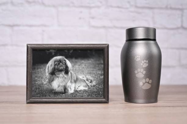 Pekingese dog photo in a frame next to a pet cremation urn with paw prints.