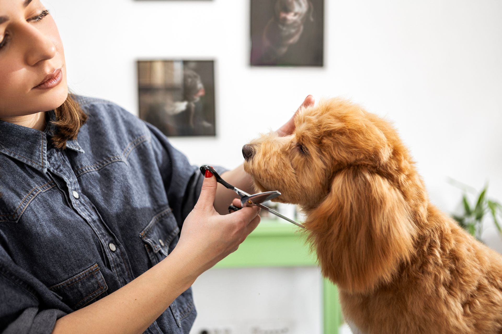 Groomer trimming a reddish-brown poodle's face with scissors, in a grooming studio.