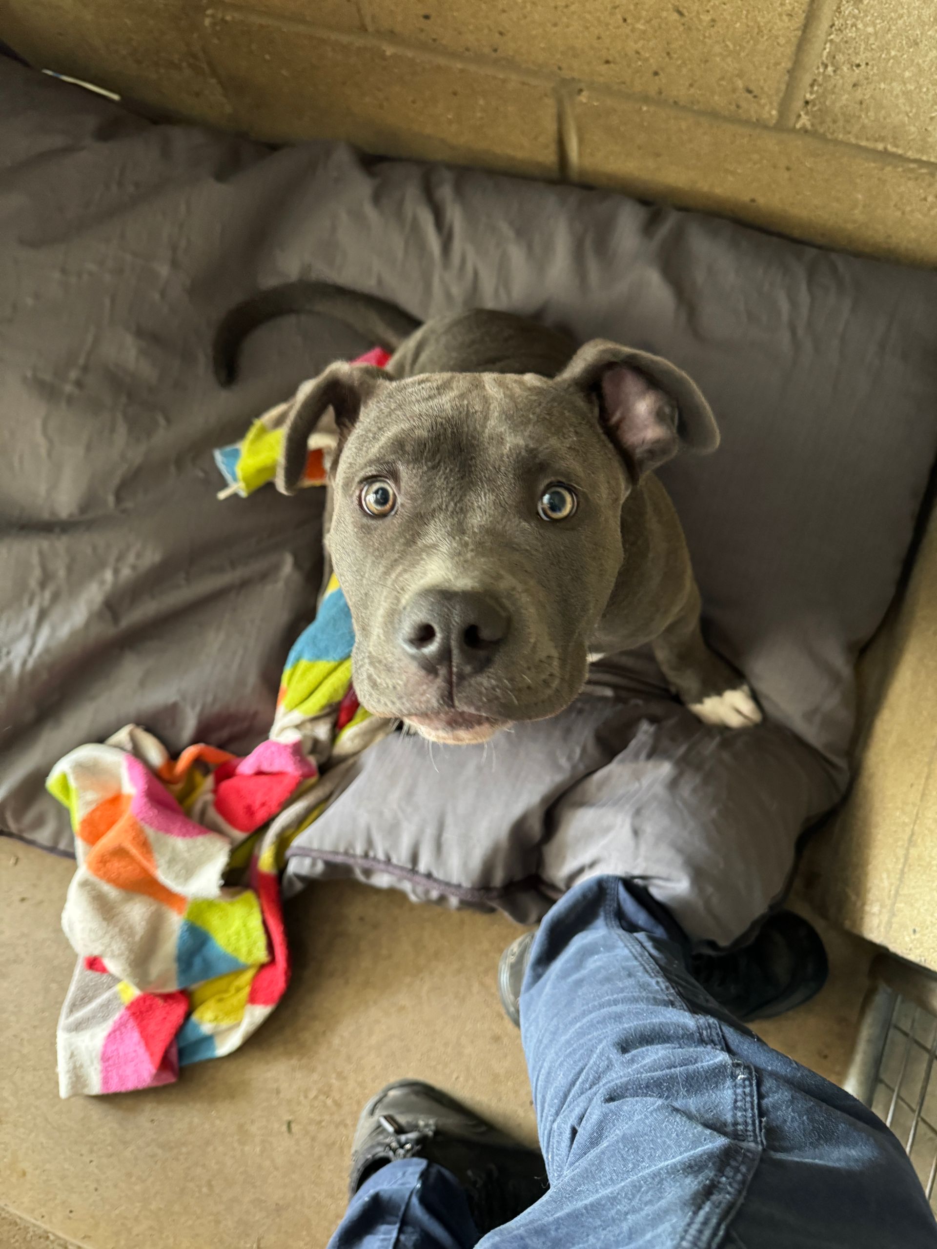 Dog sitting on a red bed in a room with two beds, dog bed, and a mural of a pier and ocean.