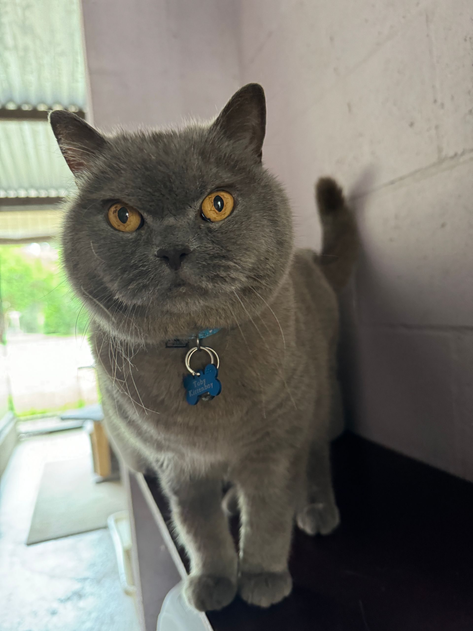 A gray and white cat sitting inside a wire enclosure.