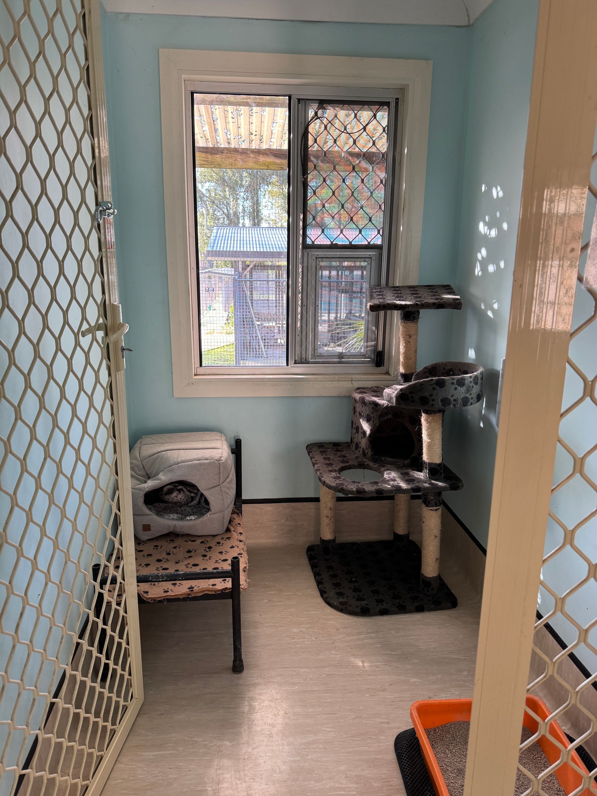Gray fluffy cat resting on a white shelf in front of a blue wall.