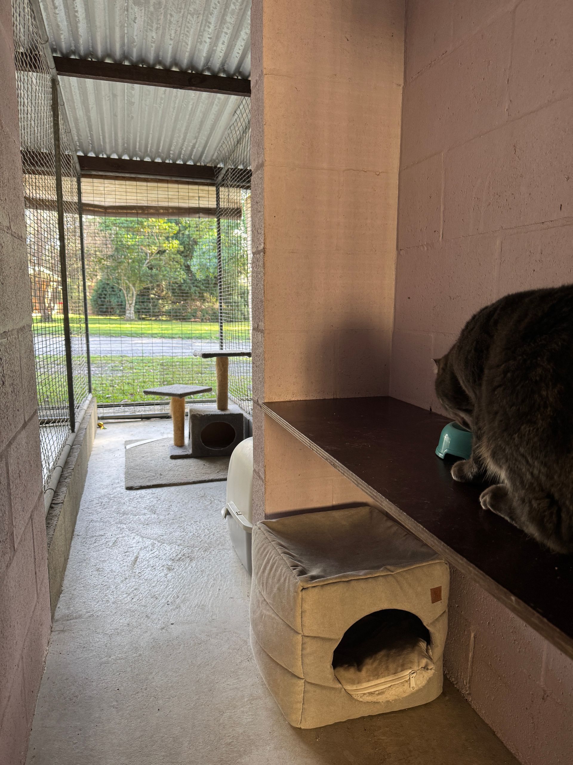 Gray tabby cat standing in a cage, looking to the left.