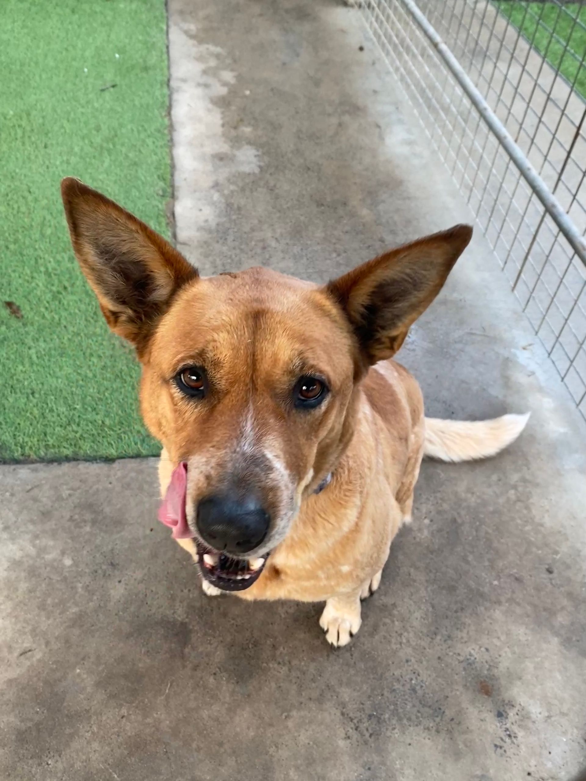 Dog behind wire fence, black and tan, panting, outdoors.