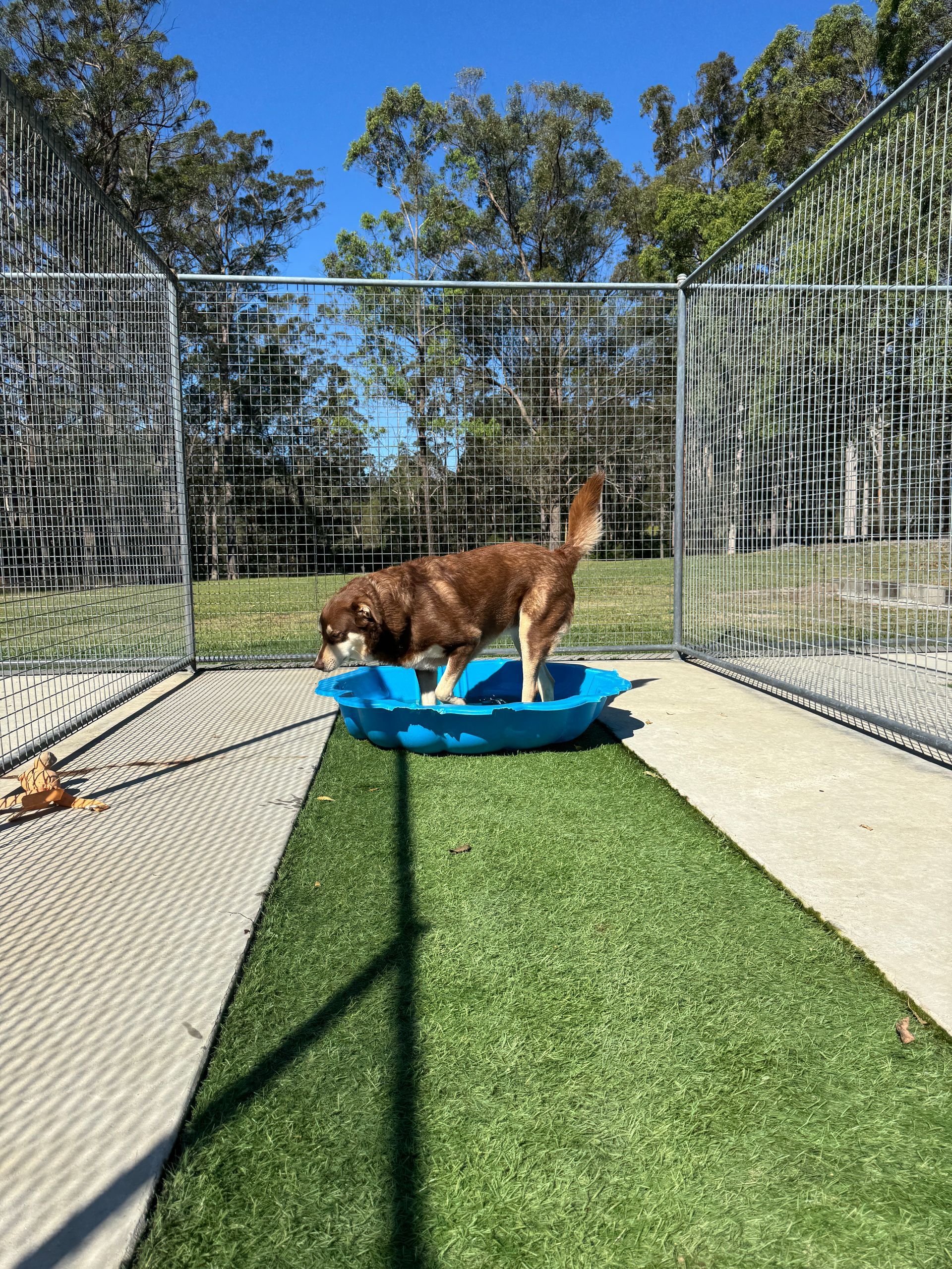 Dog in a kennel at an animal shelter, with other kennels and outdoor walkway visible.