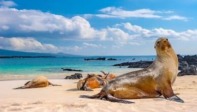 A group of seals are laying on a sandy beach near the ocean.