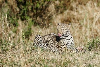 A leopard is laying in the grass with its tongue out.