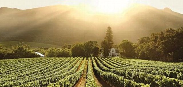 The sun is shining through the clouds over a vineyard.