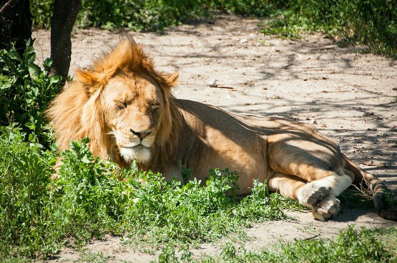 A lion is laying on its back in the grass.