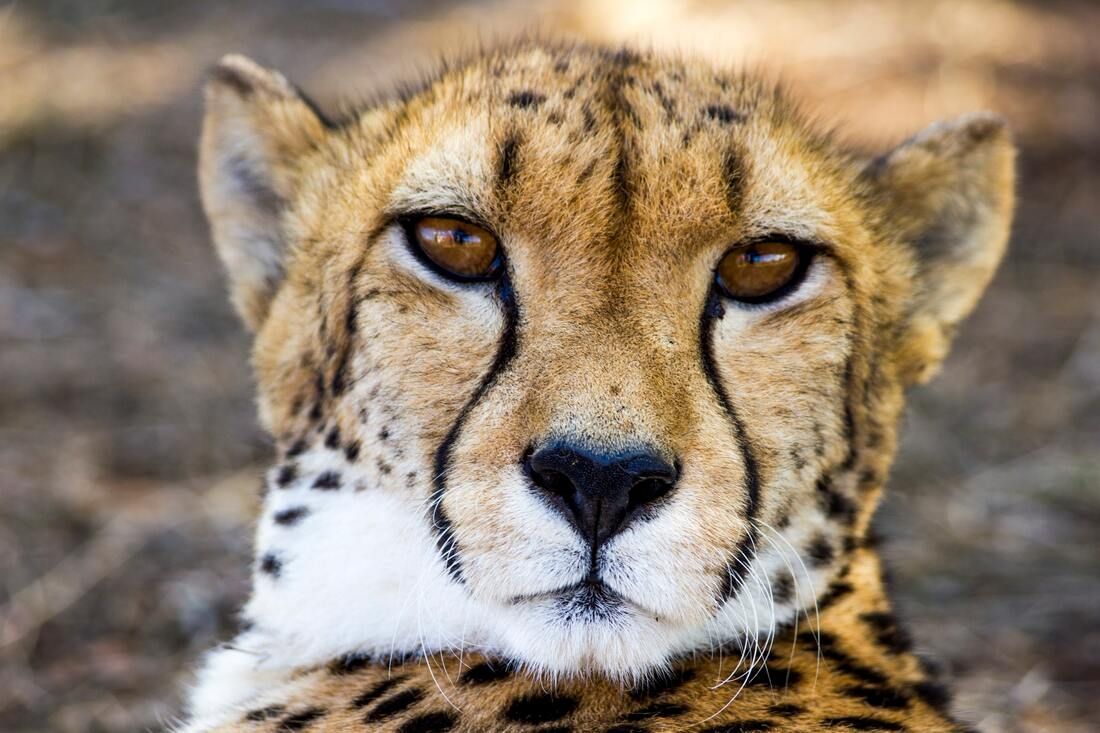 A close up of a cheetah 's face looking at the camera.