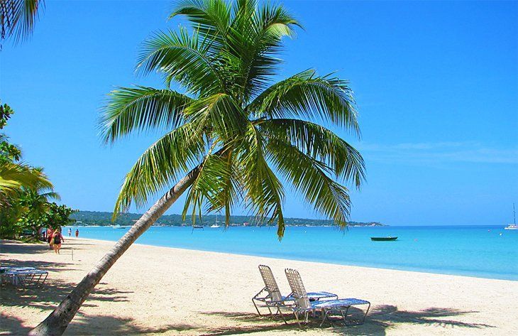 A palm tree is leaning over a sandy beach.