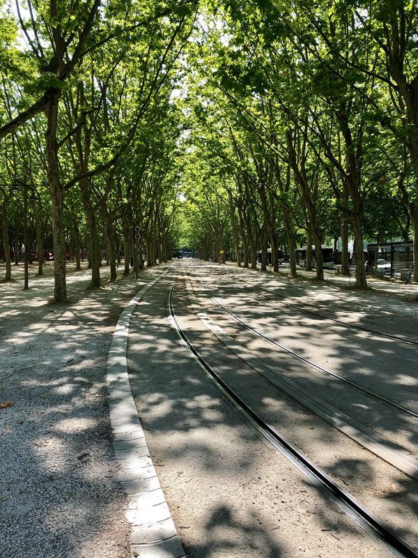 A row of trees along the side of a road.