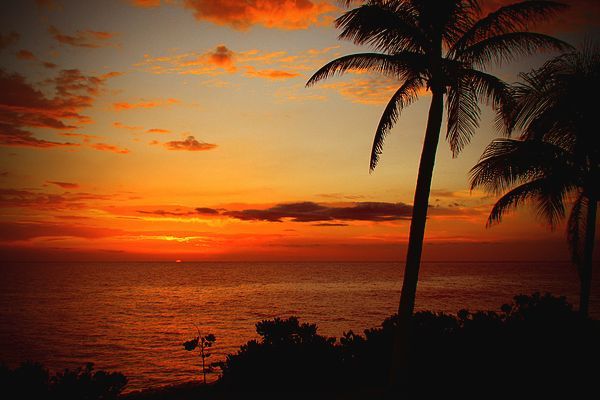 A sunset over the ocean with palm trees in the foreground