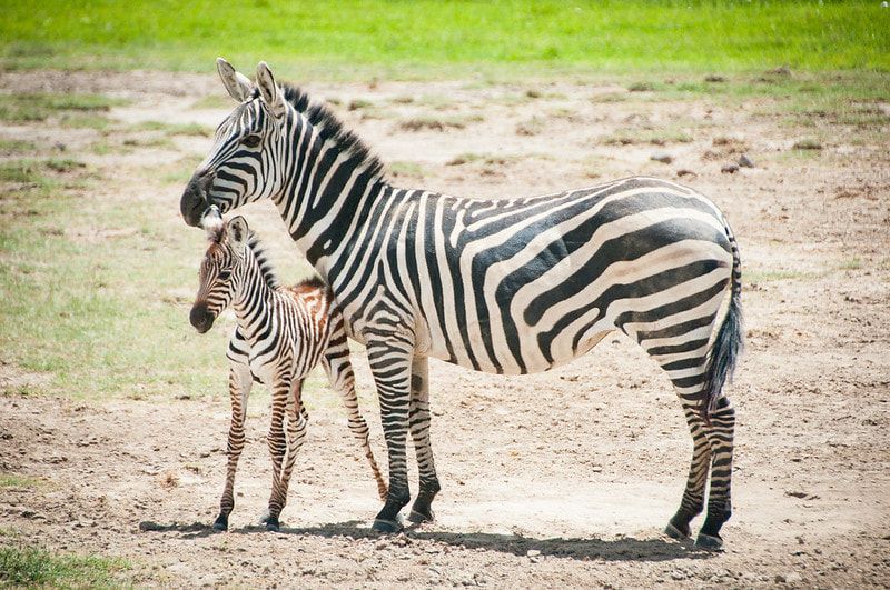 Two zebras are standing next to each other in a field.