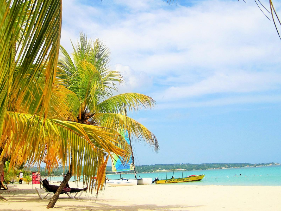 A person is sitting under a palm tree on a beach.