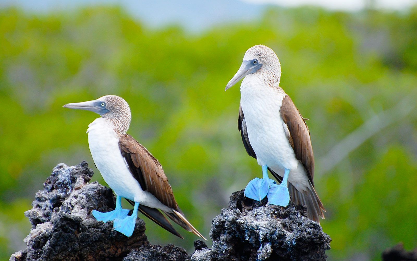 Two birds with blue feet are perched on a rock.