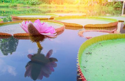 A pink lotus flower is floating on top of a pond surrounded by lily pads.