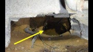 A yellow arrow points to a bat hanging inside a dark, hollow opening of a concrete structure.