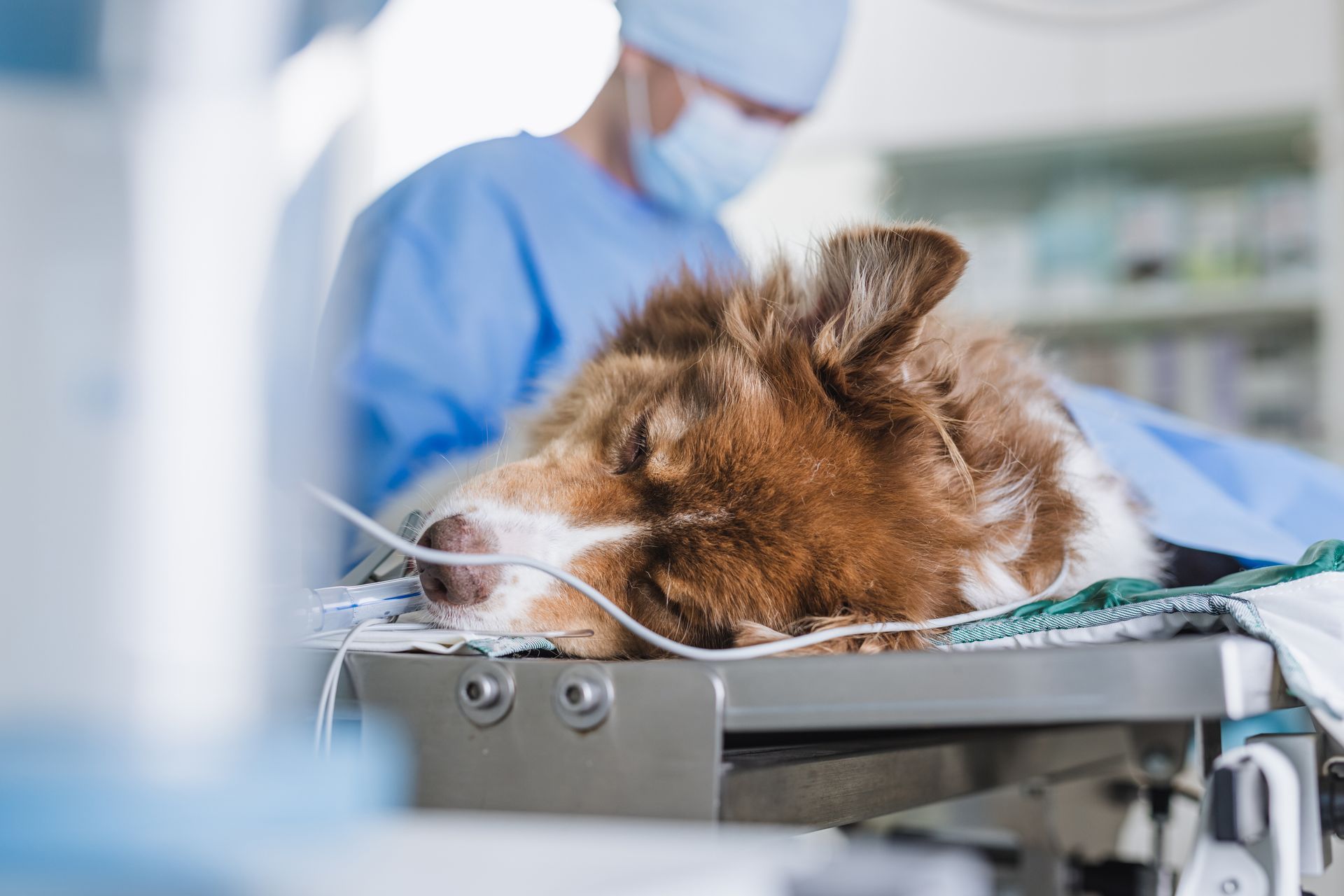 A dog is being operated on. A dog is being operated on.