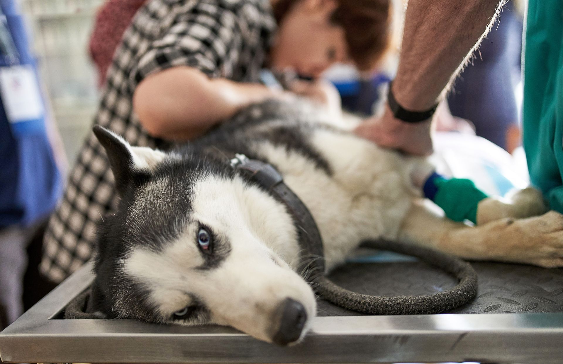 Domestic dog at ultrasound diagnostic.