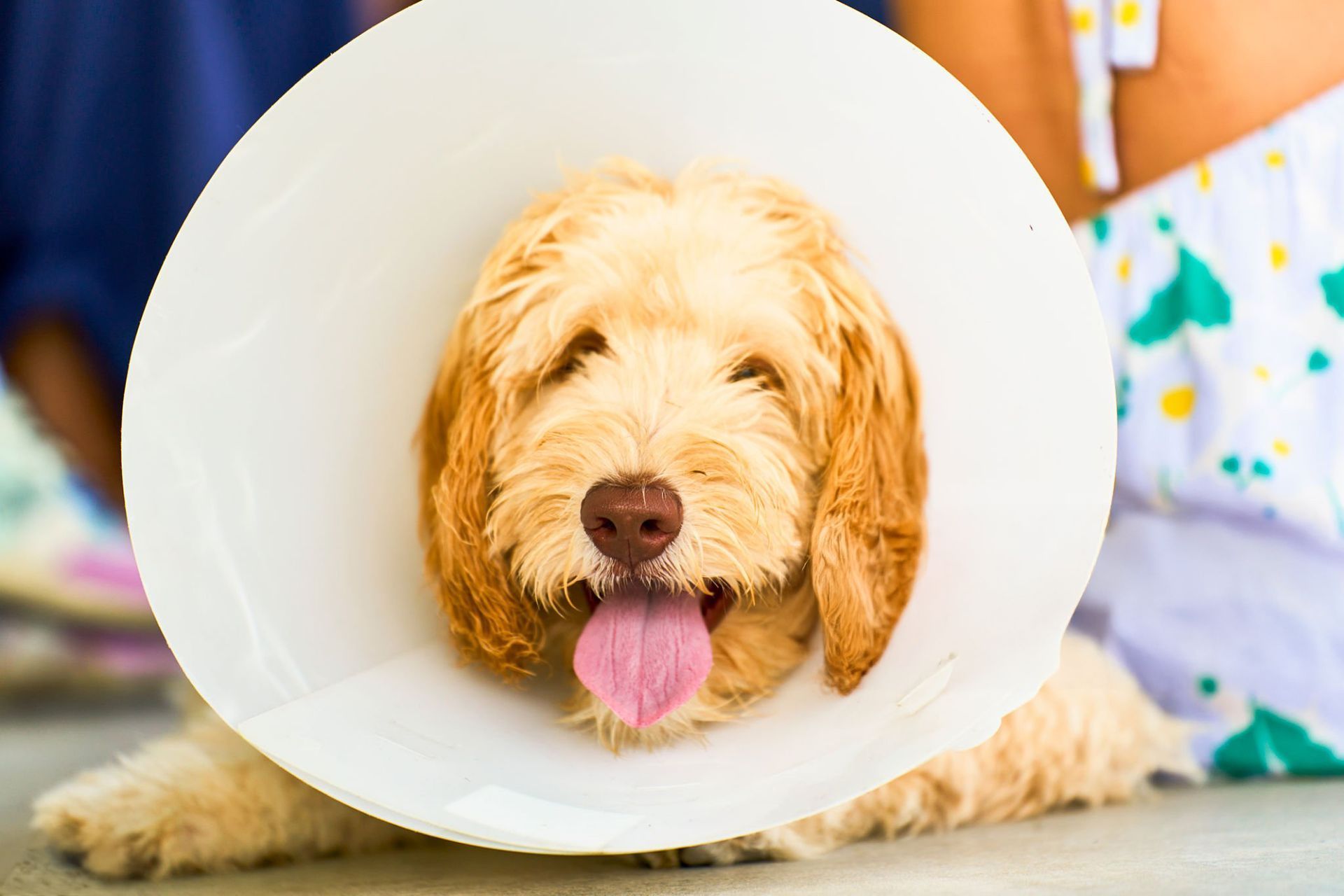 Cute dog wearing a protective cone collar. Cute dog wearing a protective cone collar.