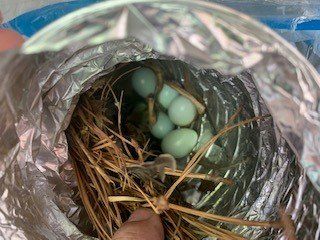 dryer vent filled with dust and debris