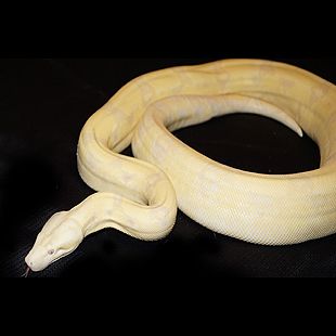 HomeGrown Constrictors - Captive bred boa constrictors - Male Boa Morphs