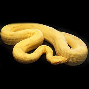 HomeGrown Constrictors - Captive bred boa constrictors - Male Boa Morphs