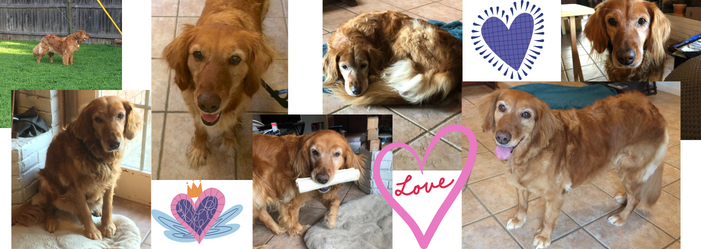 Images of Sadie over the years with 3 heart stickers in the spaces between photos. Sadie is a beautiful red golden retriever with soulful eyes.