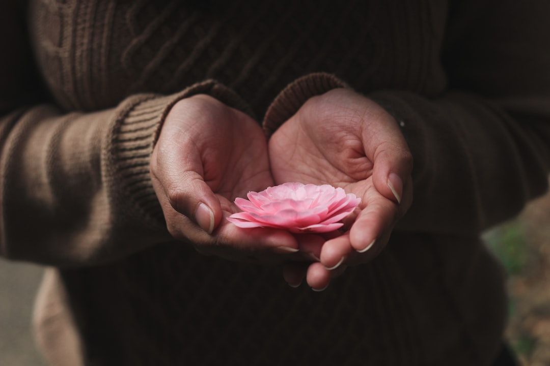 Close-up of an adult's hands forming a cup and holding the pink head of a flower with many petals. The person is wearing a dark brown, long-sleeved shirt. The person's torso, forearms, and hands fill the frame.