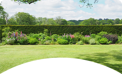Lush green lawn in front of a colorful flower garden, with a tall, dense hedge in the background under a blue sky.