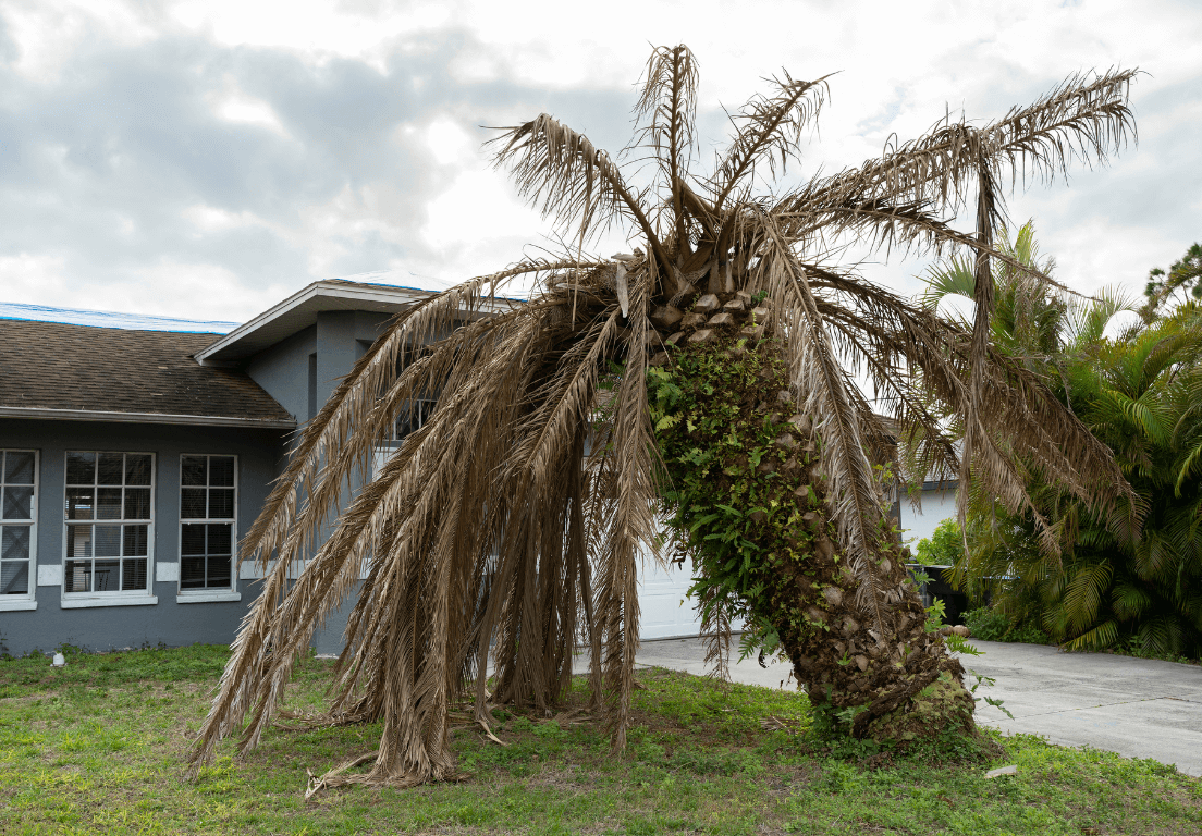 dead palm tree on florida property 