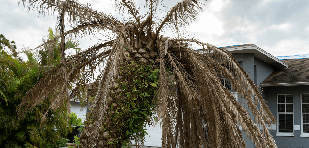 dead palm tree