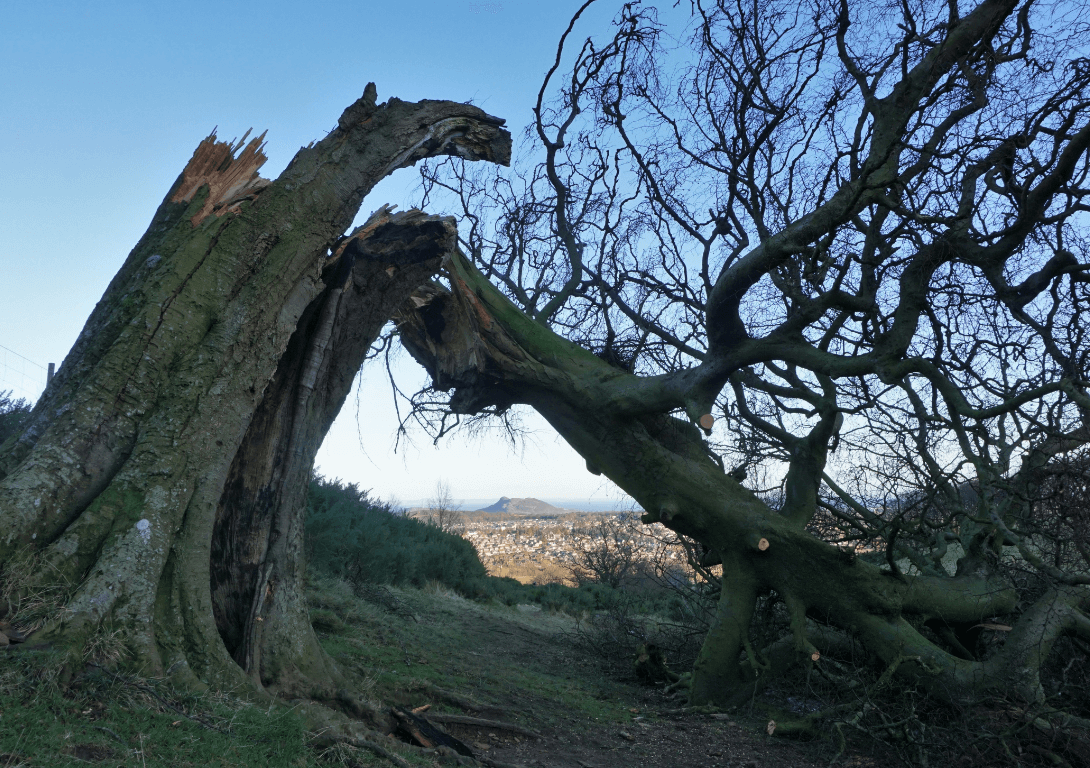 fallen old tree