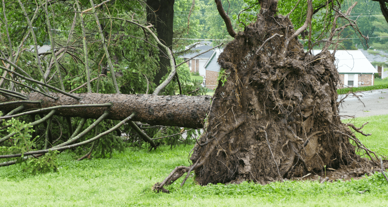 fallen tree after hurricane