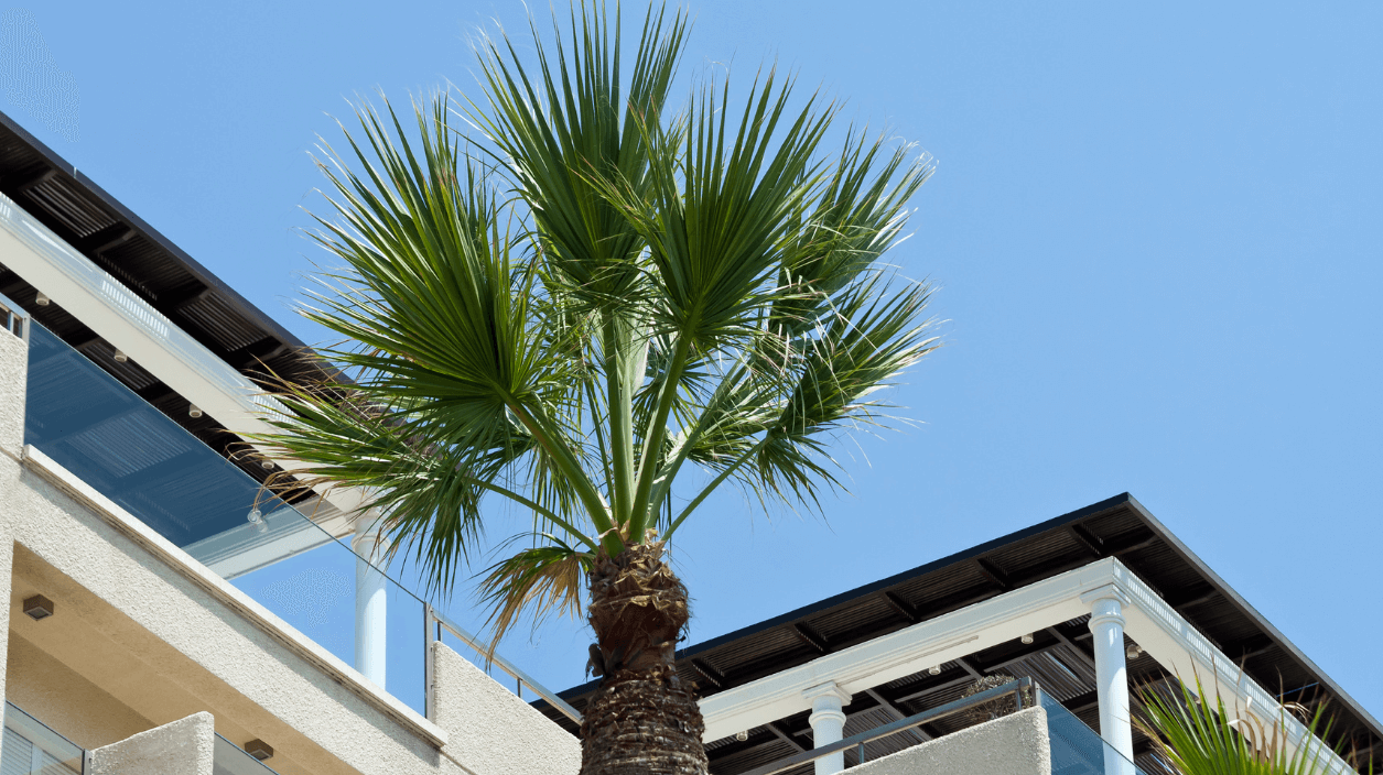 new palm tree in front of florida house