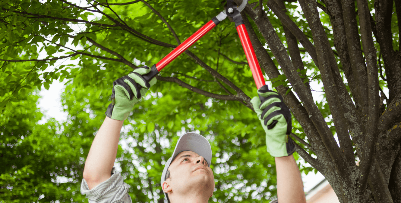 tree trimmers