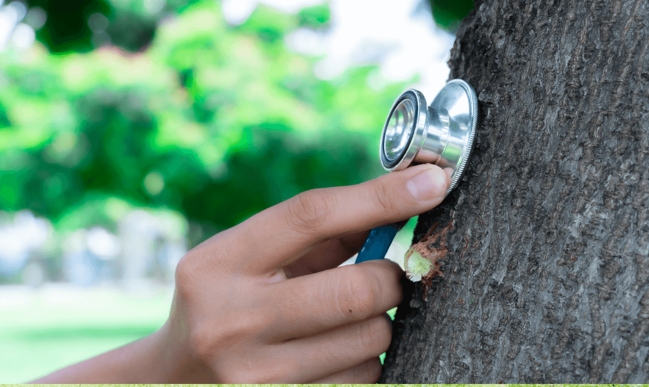 Tree doctor evaluating tree health