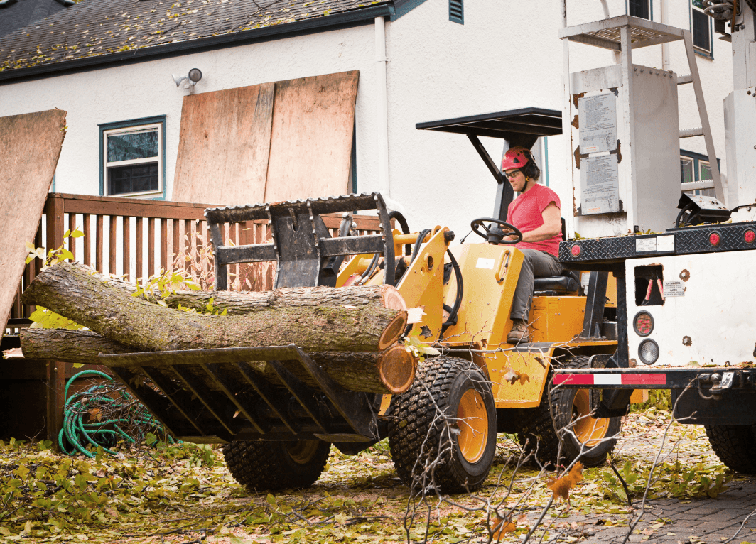 cut tree after removal 