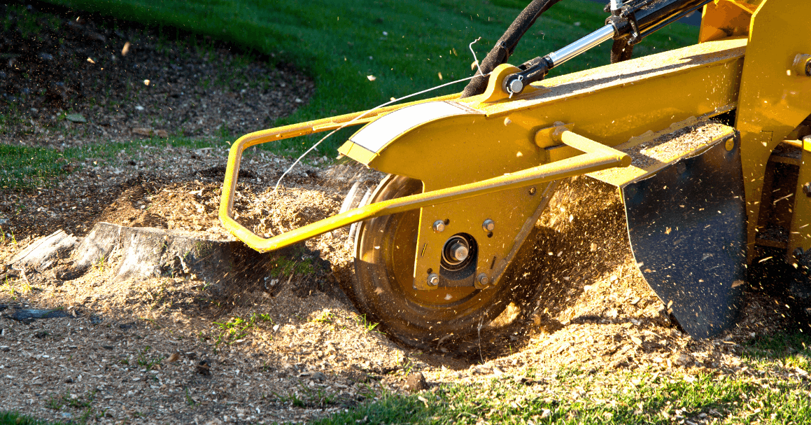 Cutting tree stump 