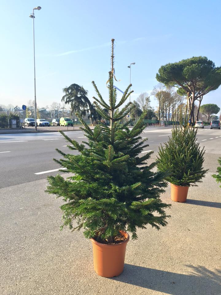 albero natale bianco nordmanniano