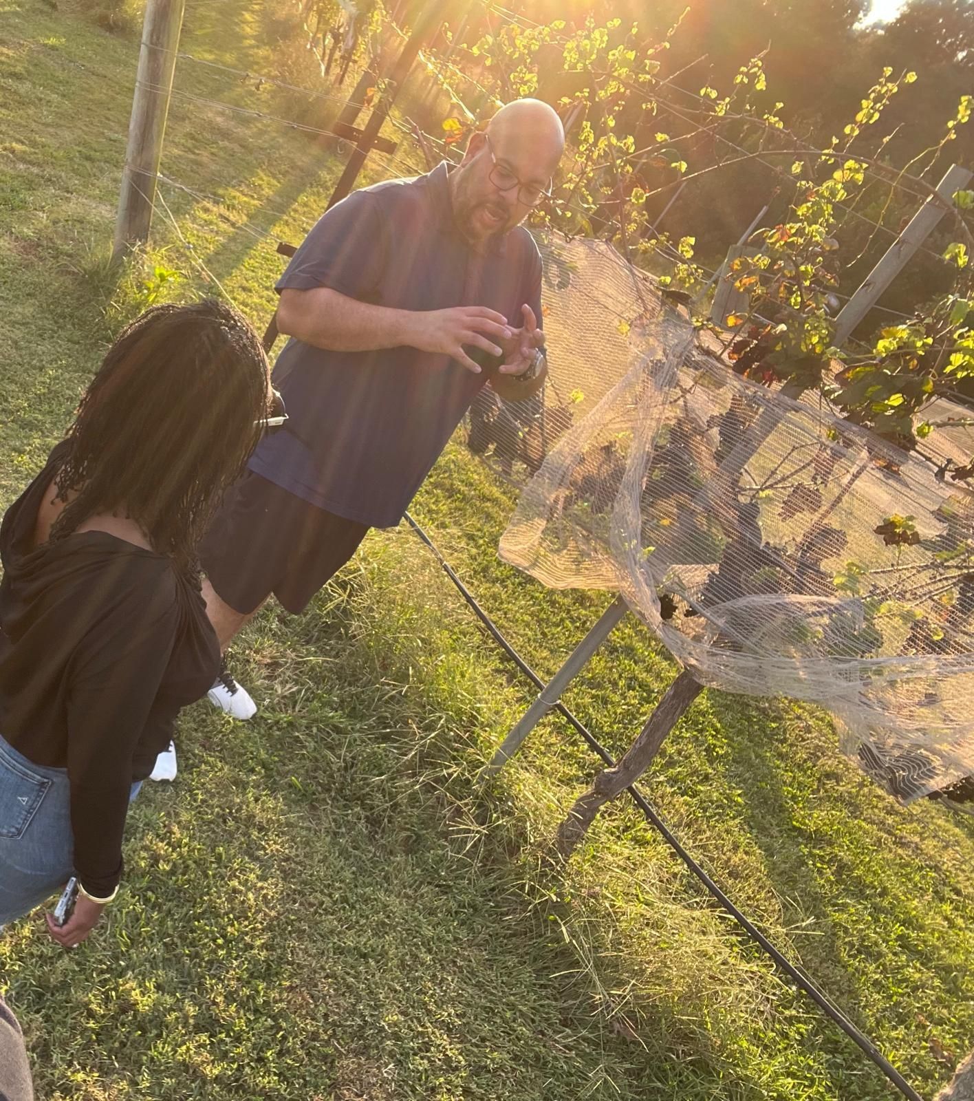 Man in sunglasses examining grapevines in a vineyard on a sunny day.
