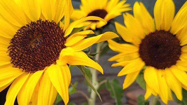 VIVERO GIRASOLES LA PASTORA