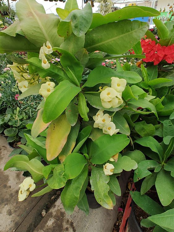 VIVERO GIRASOLES LA PASTORA