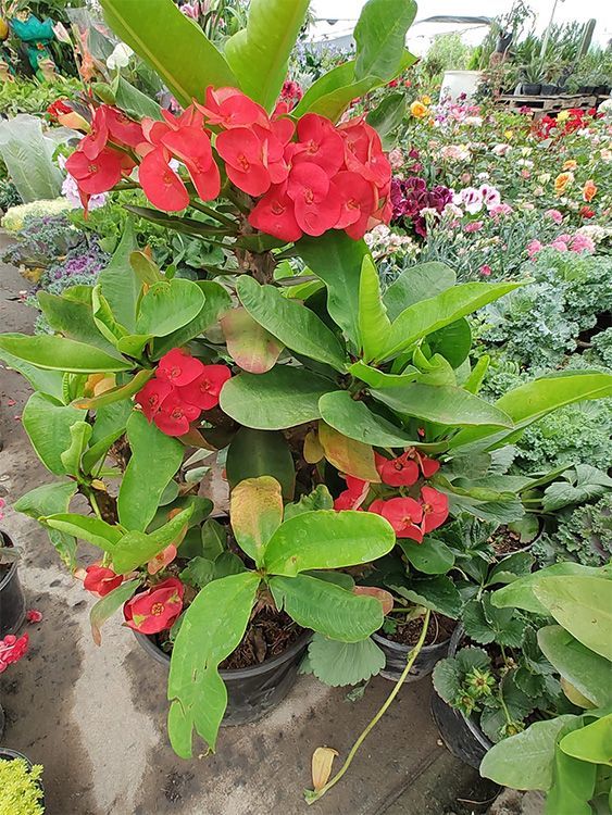 VIVERO GIRASOLES LA PASTORA