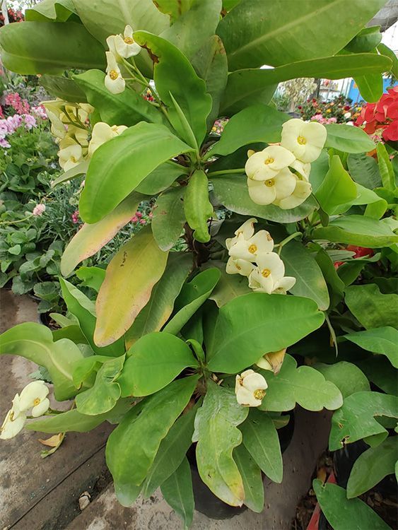 VIVERO GIRASOLES LA PASTORA